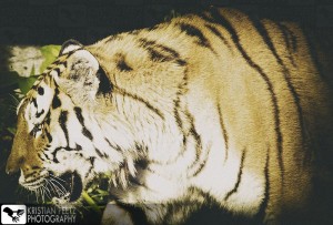 Tiger - faded histogram - copyright: Kristian Peetz