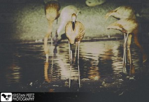 Group of Flamingos - faded histogram - coypright: Kristian Peetz