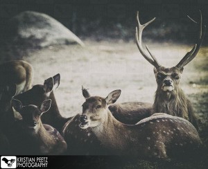 Group of deers - faded histogram - copyright: Kristian Peetz