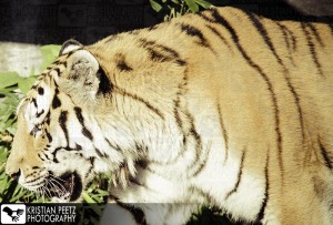 Tiger - normal histogram - copyright: Kristian Peetz