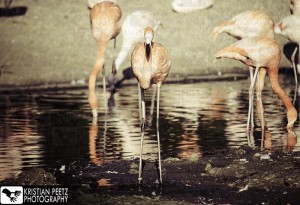 Group of Flamingos - normal histogram - coypright: Kristian Peetz