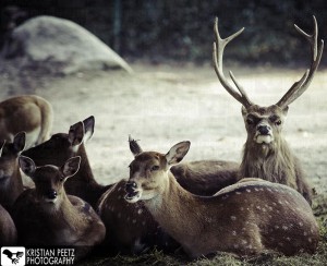 Group of deers - normal histogram - copyright: Kristian Peetz