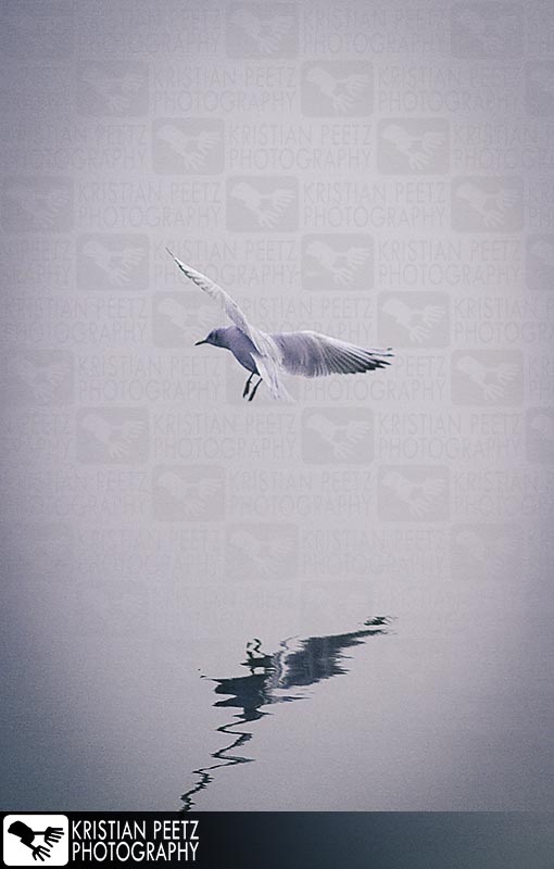 Seagull reflection over the Alster Lake, Hamburg - Copyright by Kristian Peetz